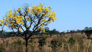 No Cerrado, 24 municípios concentram metade do desmatamento