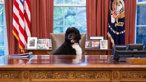 Obama e Michelle lamentam a morte de Bo, cão da família