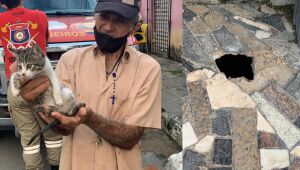 Após ficar preso em calçada, gato filhote é resgatado pelos Bombeiros em Paulista