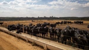 Ipea aumenta previsão de alta do PIB do setor agropecuário