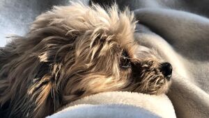 São João: dicas para amenizar o desconforto dos pets com os fogos