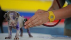 Hospital Veterinário do Recife abre seleção para estágio obrigatório