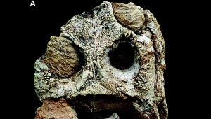 Acervo da Uerj ganha dois fósseis de nova espécie de crocodiliformes