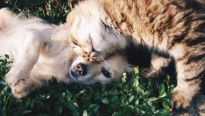 'Arraiá da Castração' promove cirurgias de cães e gatos a preços populares