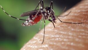 Recife confirma primeira morte por chikungunya em 2021; é a segunda por arbovirose na cidade