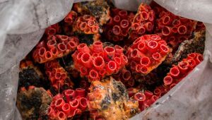 Expedição remove cerca de 20 kg de colônias do coral-sol de embarcação naufragada