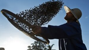 Preços do café em forte alta durante geada no Brasil