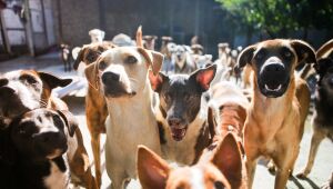 Abrigo de Seu Alberto faz campanha para arrecadar doações; o local mantém 120 animais