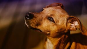 No Dia do Vira-Lata, veja curiosidades sobre esses pets apaixonantes e campeões de popularidade