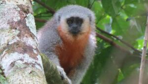 Cientistas encontram nova espécie de macaco brasileiro em região de Mato Grosso