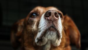 Bolsonaro sanciona lei que proíbe eutanásia de cães e gatos de rua