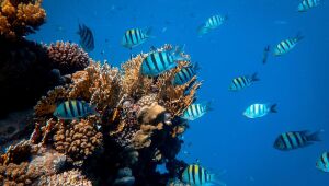 Tailândia proíbe uso de protetor solar para preservar recifes de coral