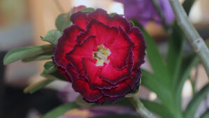 'É primavera!': queridinhas do momento, as rosas do deserto ganham posto de "nova orquídea"