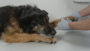 Saiba como os pets contraem raiva e como a doença age no organismo deles