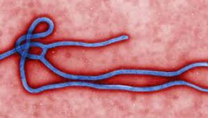 Vírus ebola pode ser ativado em sobrevivente anos após a infecção, aponta estudo