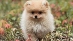 É lulu da pomerânia ou spitz alemão? Vem entender essa história