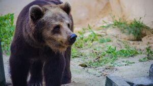 Ursa parda do Parque Dois Irmãos será transferida para santuário ecológico em São Paulo