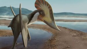 Descoberto pterossauro de crista bizarra que habitava região em Pernambuco há 100 milhões de anos