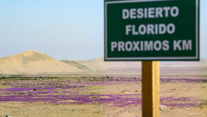 Deserto florido no Atacama, laboratório natural de um futuro com mudança climática