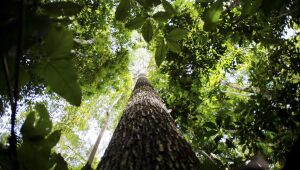 Câmara pode dispensar licença ambiental de plantações de eucalipto