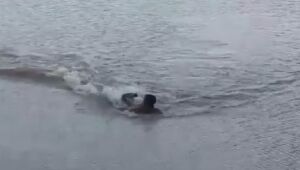 Homem é atacado por jacaré em lago de Campo Grande (MS)