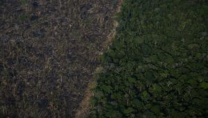 Piloto têm licença do governo para garimpar o equivalente a 800 campos de futebol na Amazônia