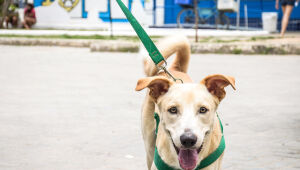 Hospital Veterinário do Recife oferece mil vagas para castração gratuita de cães e gatos