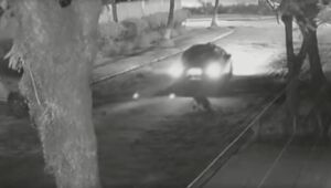 Moradores acusam motorista de ter atropelado cachorro de propósito, no litoral de SP
