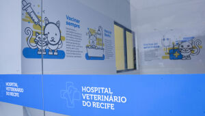 Prefeitura do Recife realiza mil castrações gratuitas de cães e gatos no Hospital Veterinário em dez