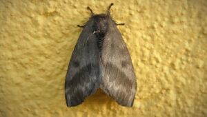Surto de lesões na pele podem ter sido provocado por cerdas de mariposas