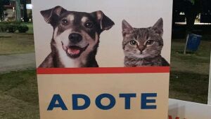 Feira de adoção de cães e gatos acontece neste sábado (11) em Casa Forte