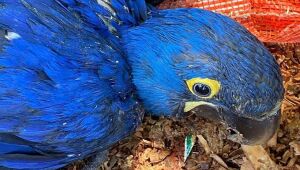 Polícia da Bahia prende homem que vendia arara azul em pet shop