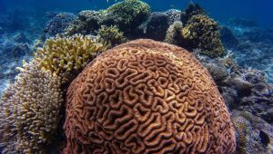 Recifes de corais no Oceano Índico poderão ser extintos, segundo estudo