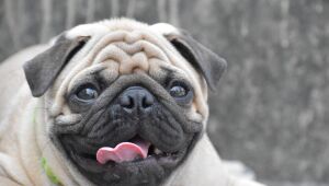 Dobrinhas do pug e outros cães braquicefálicos precisam de higienização constante