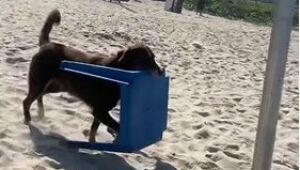 Vídeo: Cachorro ajuda funcionários de barraca a distribuir mesas para banhistas na praia