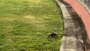 Timbu invade gramado dos Aflitos durante jogo do Náutico contra o Atlético/BA