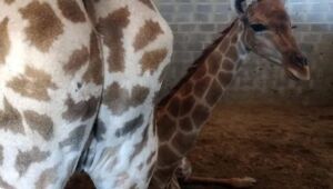 Servidor que acusou perseguição de Ibama após caso das girafas importadas recupera cargo na justiça