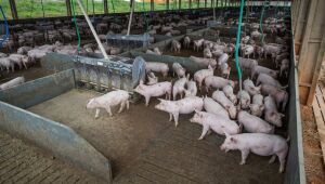 Em meio à alta nos preços das carnes, produção de ovos, frangos e suínos bate recorde no Brasil