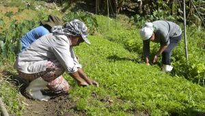 Governo e FAO preparam lançamento do Observatório das Mulheres Rurais