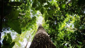 Consulta pública recebe sugestões para produção de carbono verde