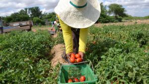 Ações fortalecem Agricultura Familiar de Pernambuco 