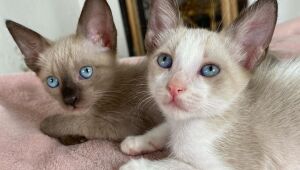 Abrigos de animais alagam com chuvas desta quarta-feira (25) e precisam de ajuda