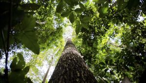 Crise climática pode ser combatida com monetização de reflorestamento