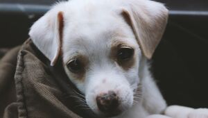 Gripe Canina: meses mais frios pedem cuidados maiores para evitar contágio