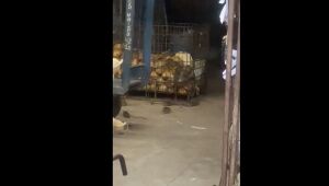 Imagens mostram infestação de ratos em loja da Ceasa o Rio; veja vídeo