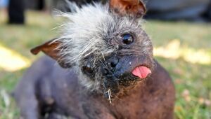 "Mr. Happy Face" vence concurso de cão mais feio do mundo; conheça os premiados
