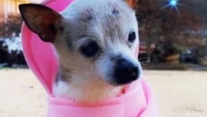 New standard? Silicone explant has grown; understand the procedure 4 World's oldest dog dies at 22 in US
