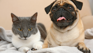 Seu pet é obeso? Saiba como prevenir e lidar com o excesso de peso em cães e gatos