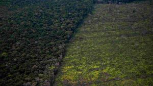 Desmatamento na Amazônia aumentou 150% no último mês de Bolsonaro