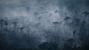 Incêndios florestais deixam novos recordes de emissões este ano